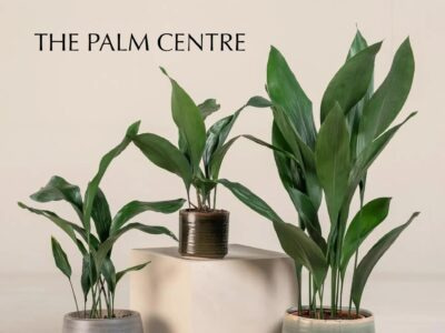 The Palm Centre