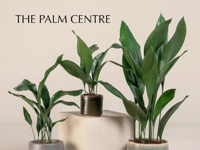 Promotional Banner For The Palm Centre Featuring Discounts
